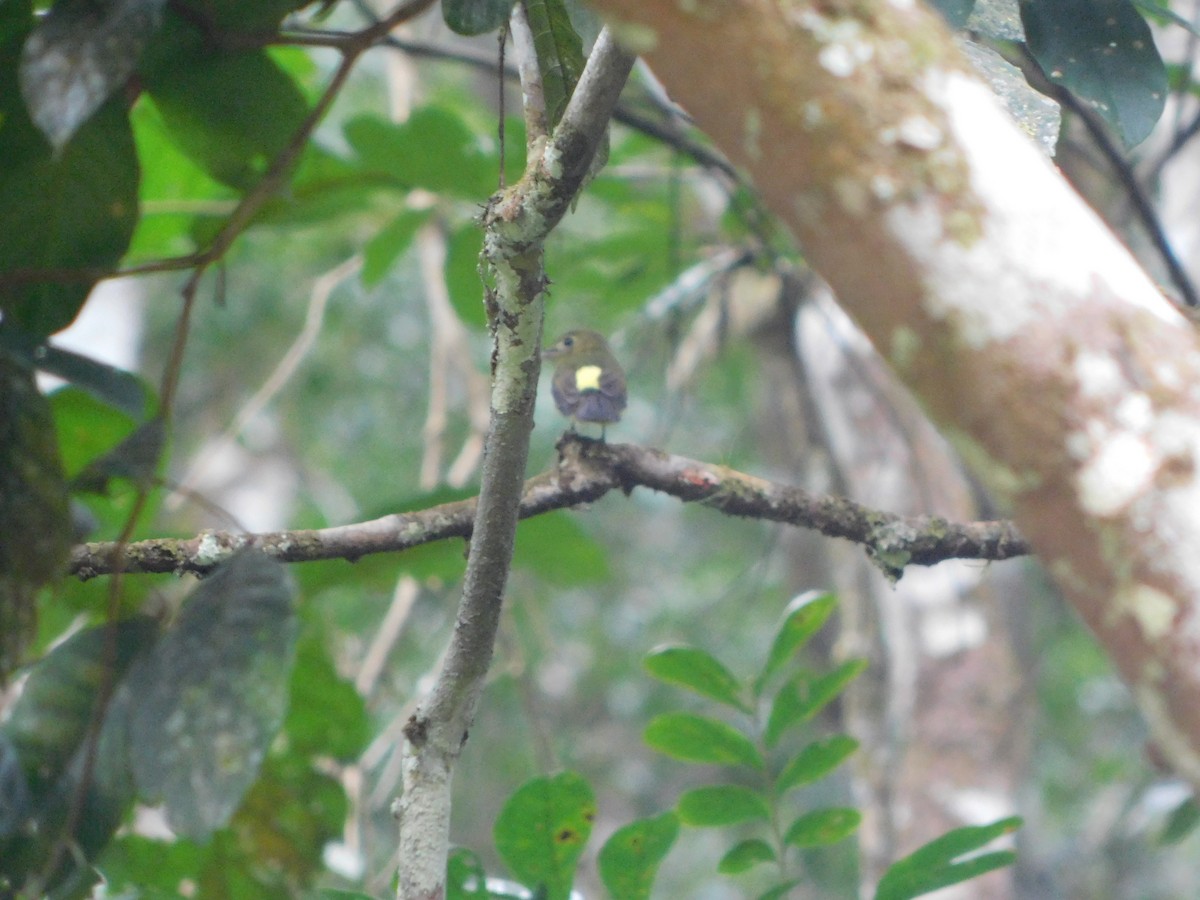 Whiskered Flycatcher - Nicolás Bejarano