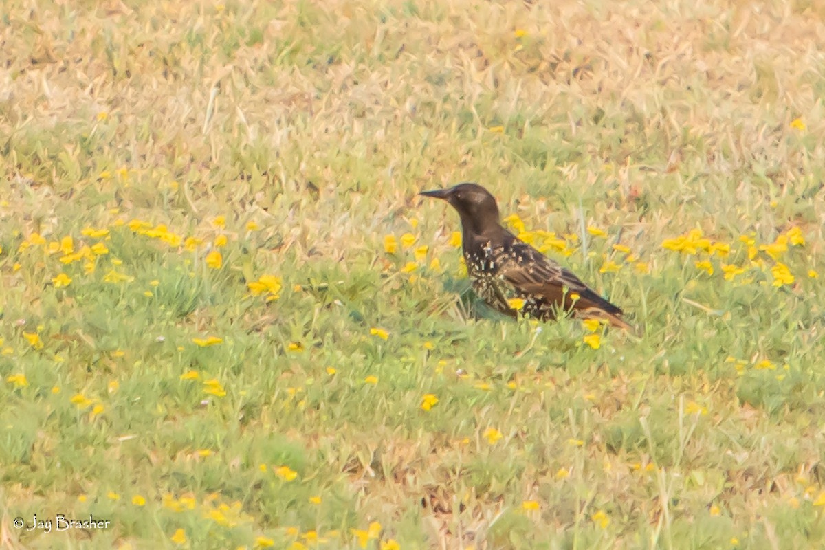 European Starling - ML623074034