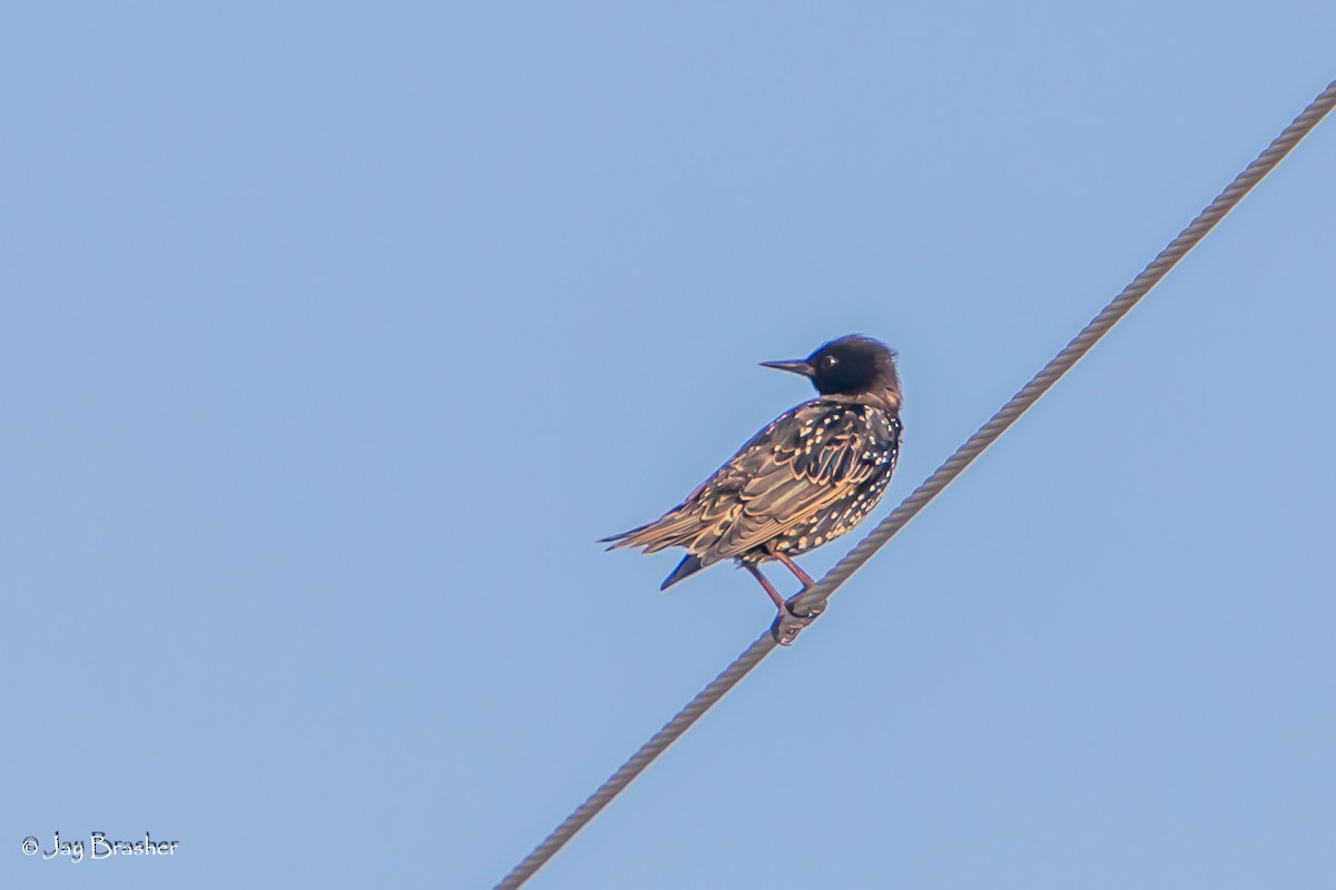 European Starling - ML623074035