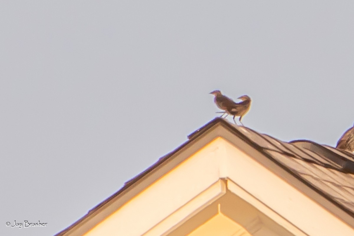 Eastern Meadowlark - ML623074070