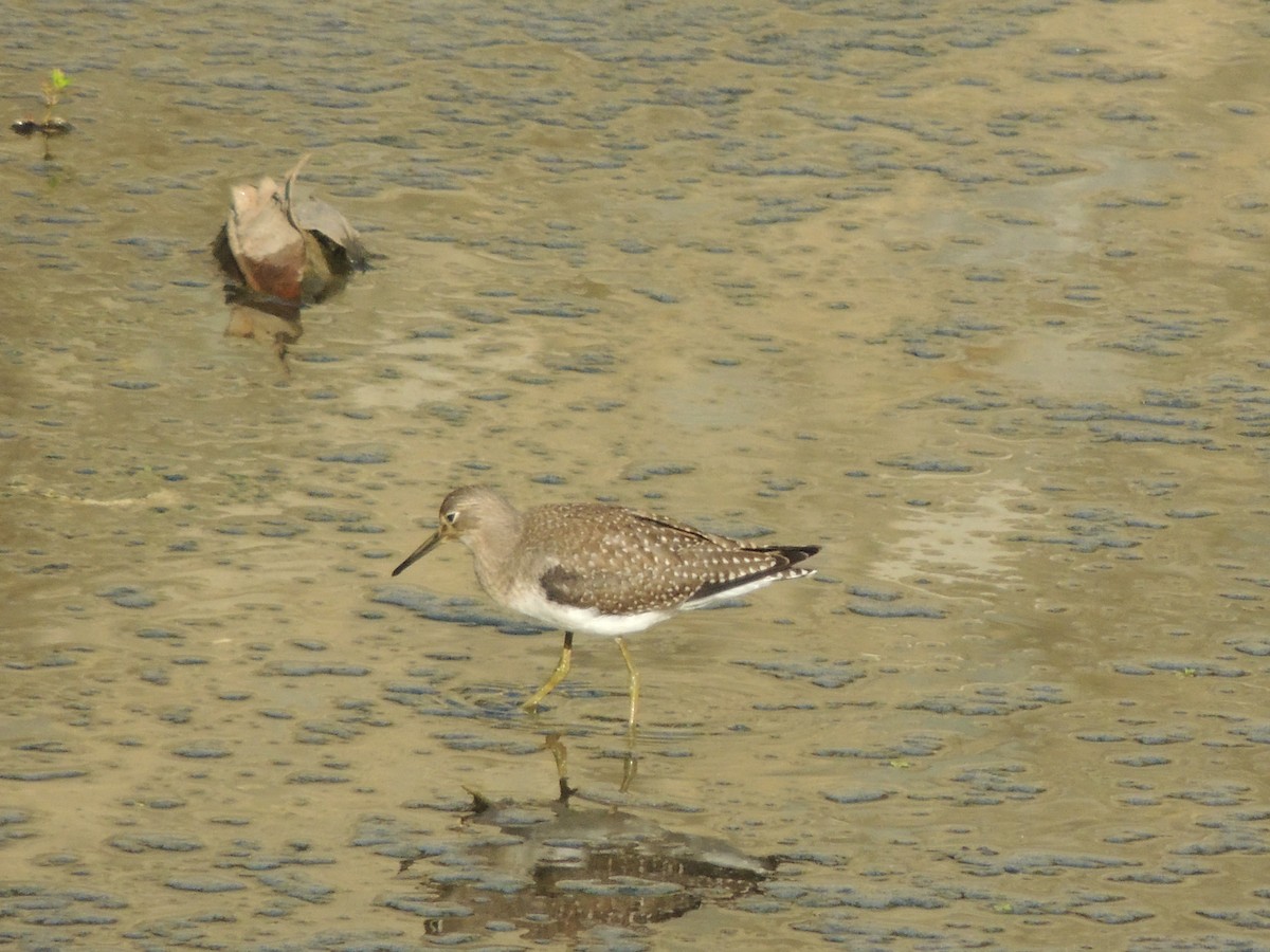 Solitary Sandpiper - Carolina Dávila