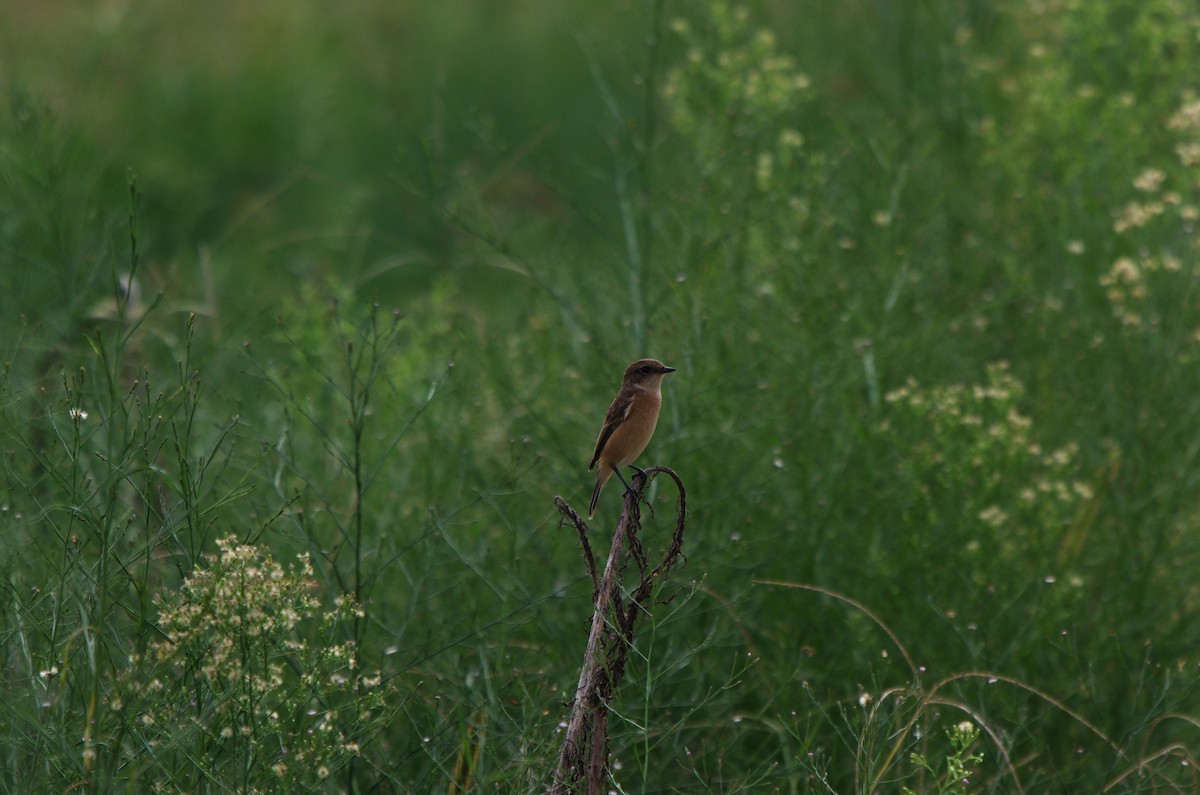 Siberian/Amur Stonechat - Tiesheng Chen