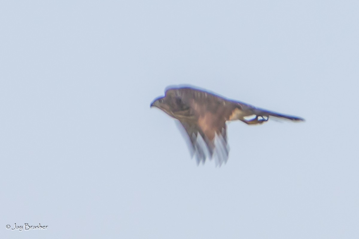 Cooper's Hawk - ML623074129