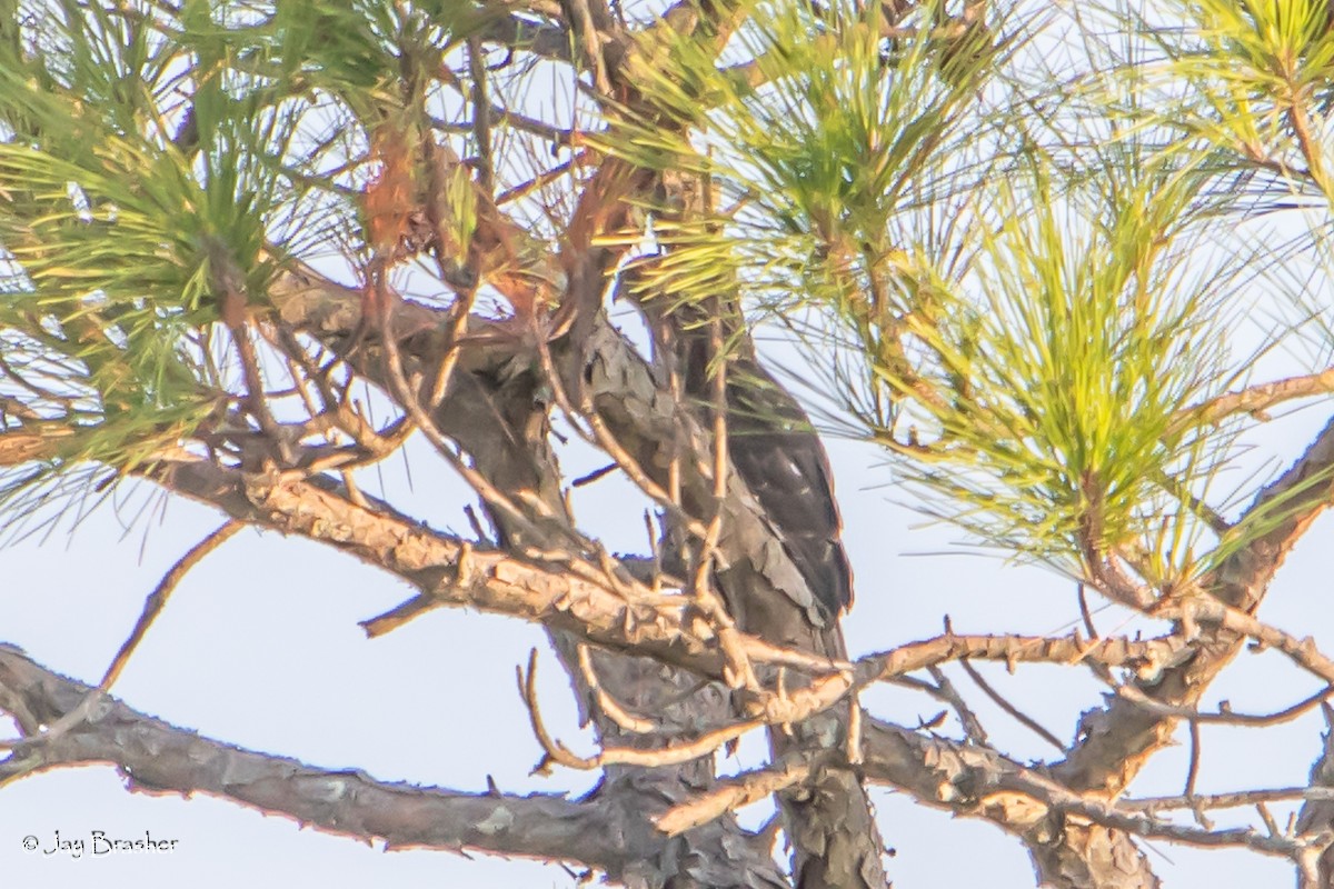 Cooper's Hawk - ML623074130