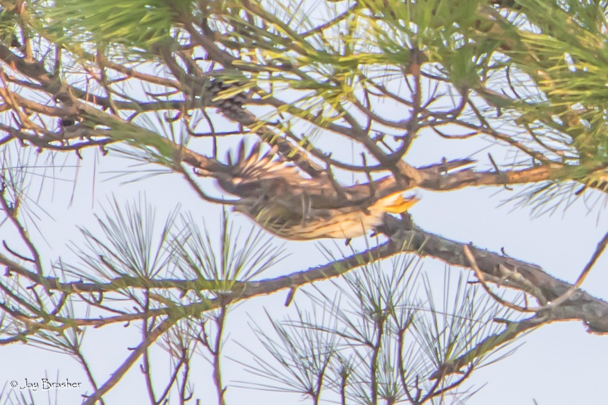 Cooper's Hawk - ML623074131