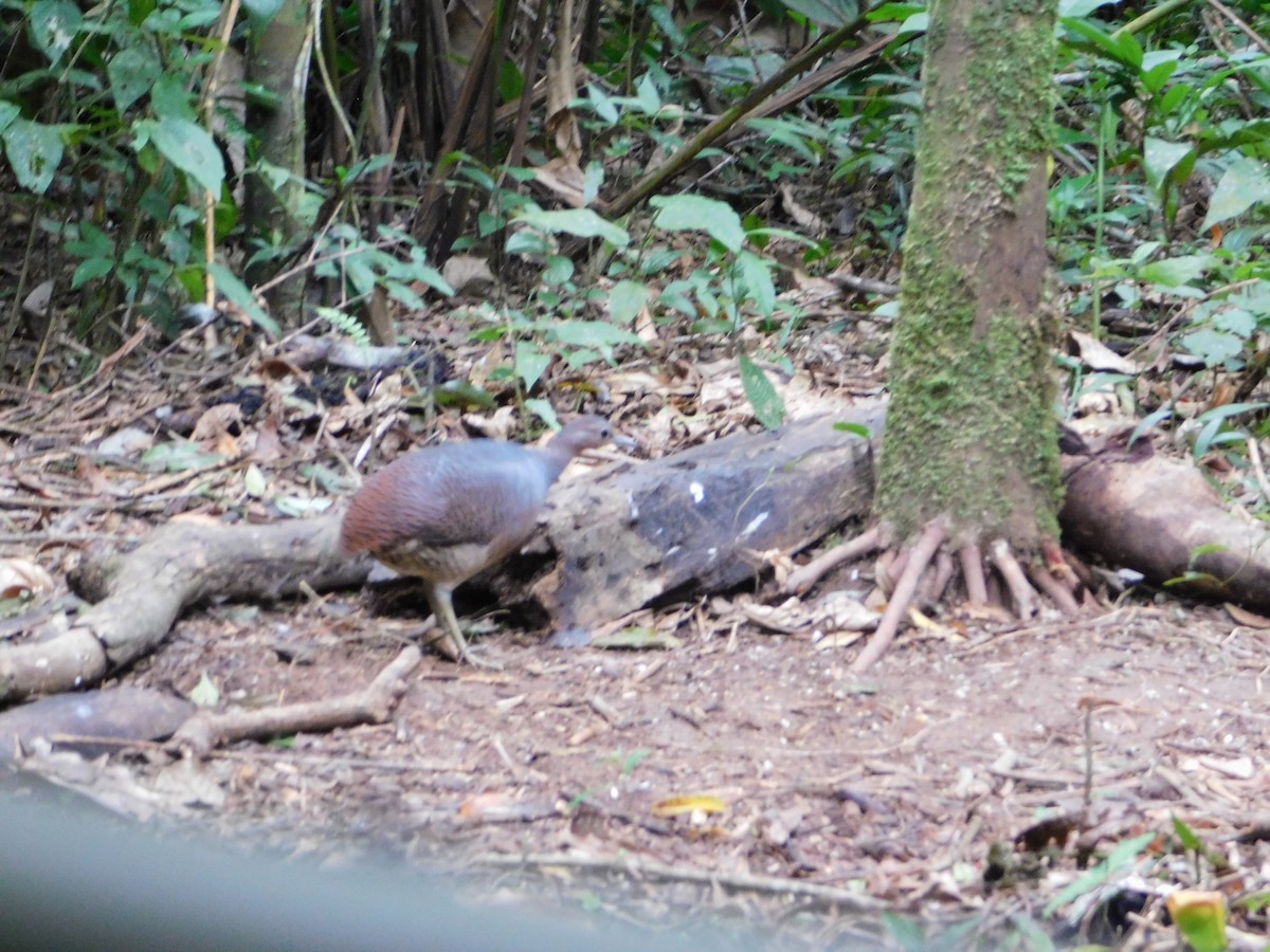 Yellow-legged Tinamou - ML623074141