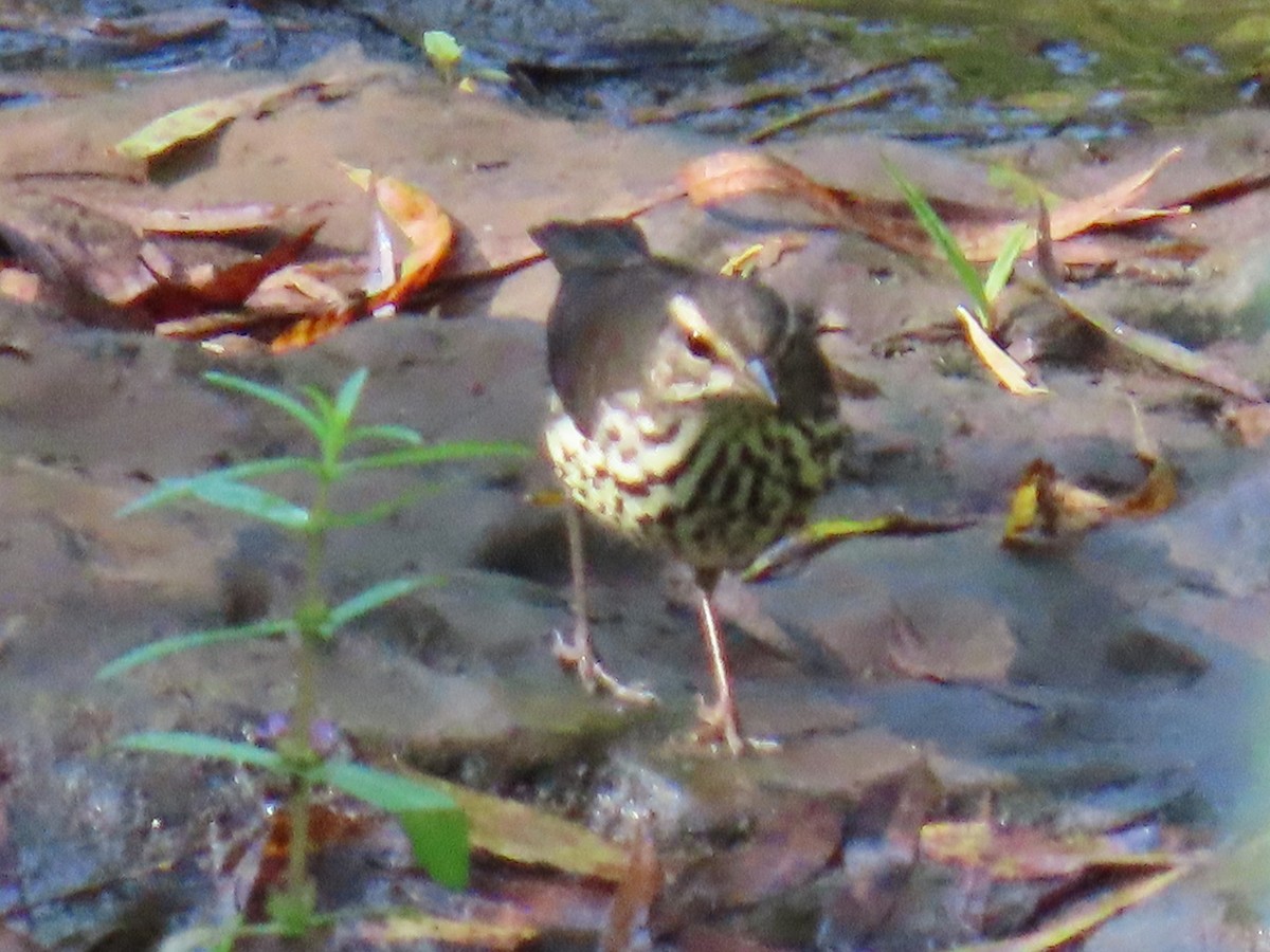 Northern Waterthrush - Carl Huffman