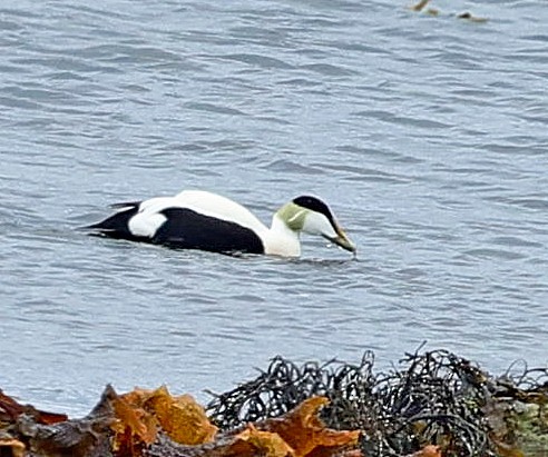 Common Eider - ML623074162