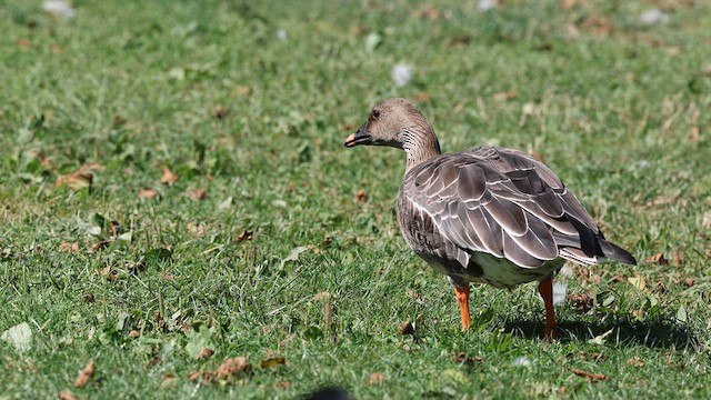 Tundra Bean-Goose - ML623074205