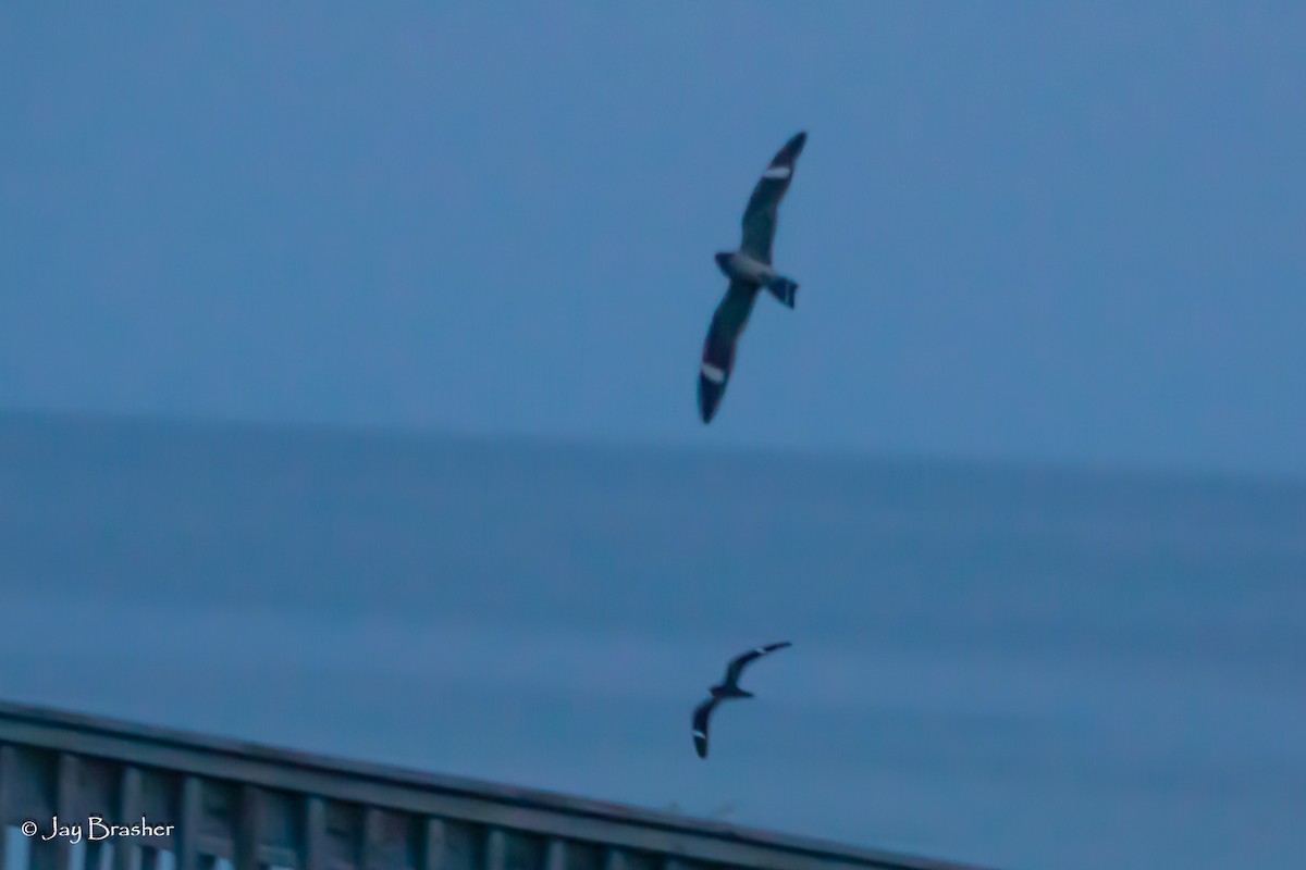 Common Nighthawk - Jay Brasher