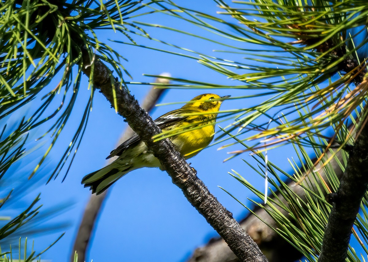 Townsend's Warbler - ML623074237