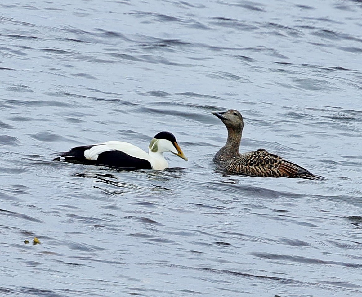 Common Eider - ML623074276