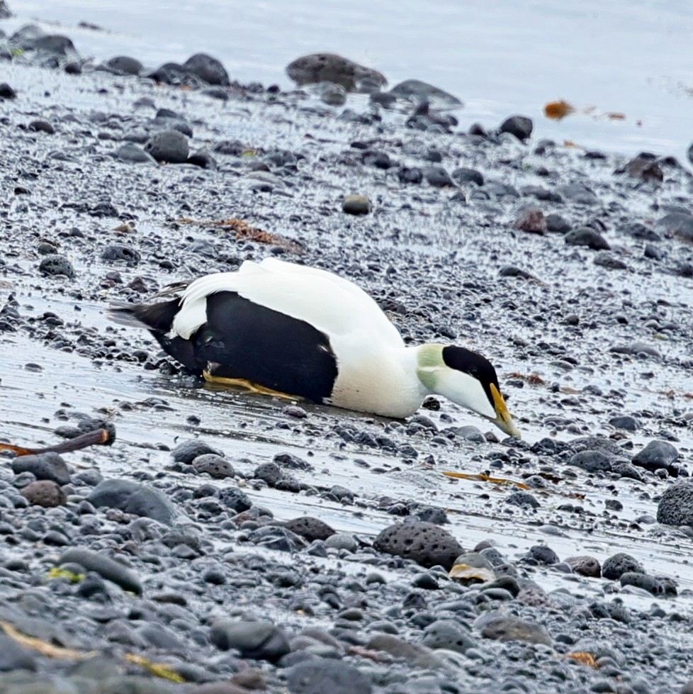 Eider arrunta - ML623074278