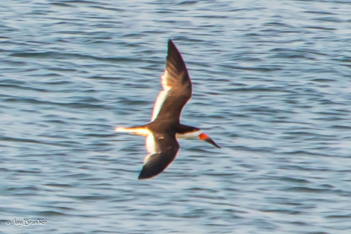 Black Skimmer - ML623074299