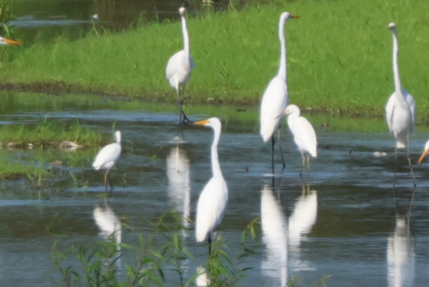 Snowy Egret - ML623074322