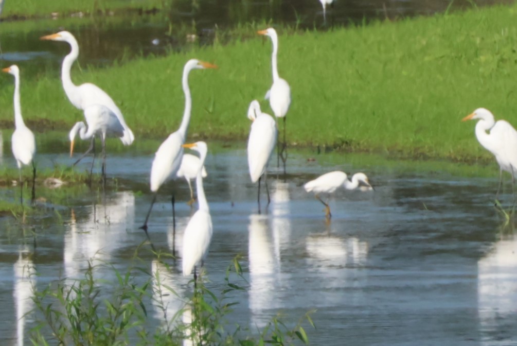 Snowy Egret - ML623074323