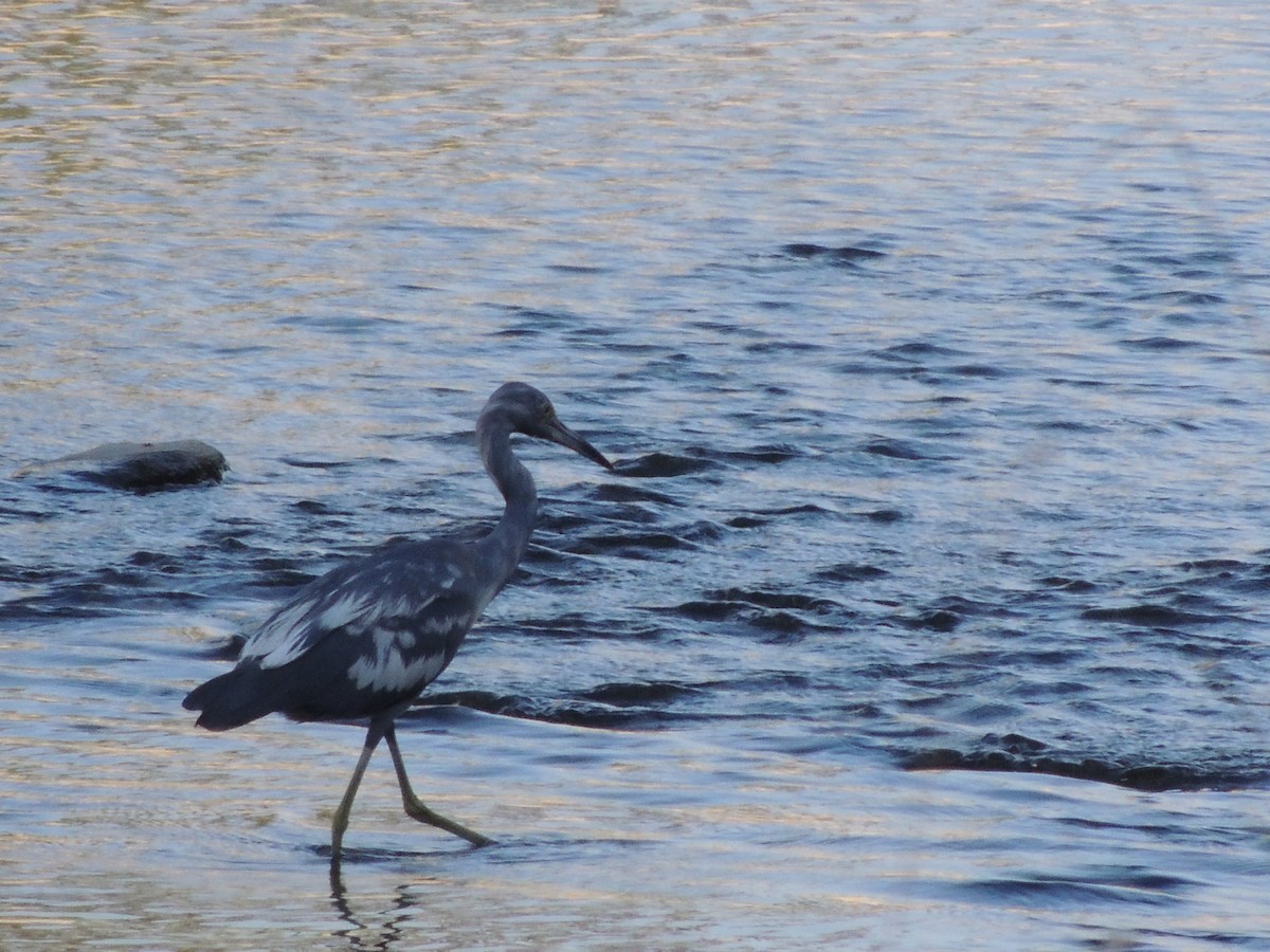 Little Blue Heron - ML623074345