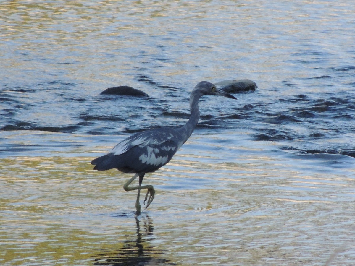 Little Blue Heron - ML623074350