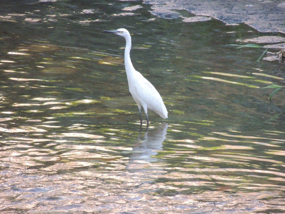 Little Blue Heron - ML623074377