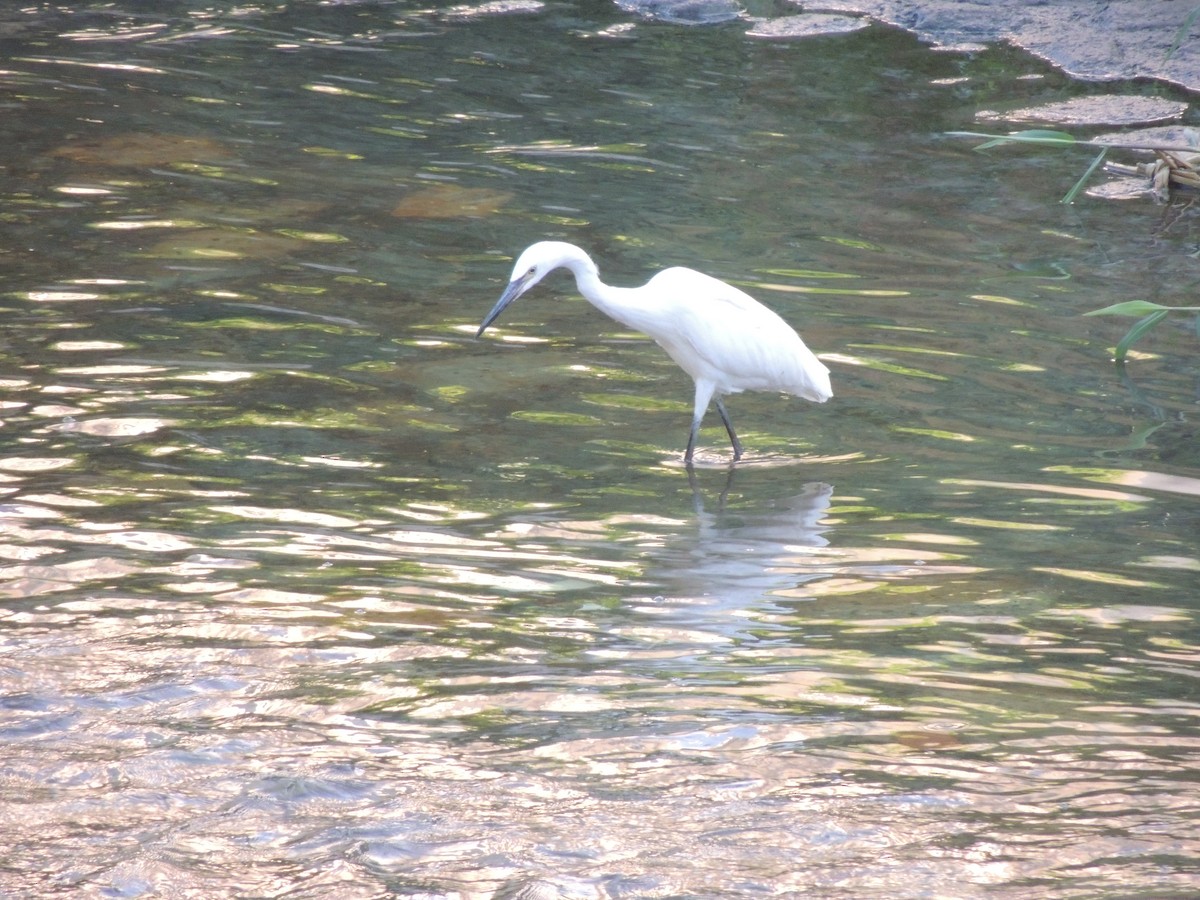 Little Blue Heron - ML623074441