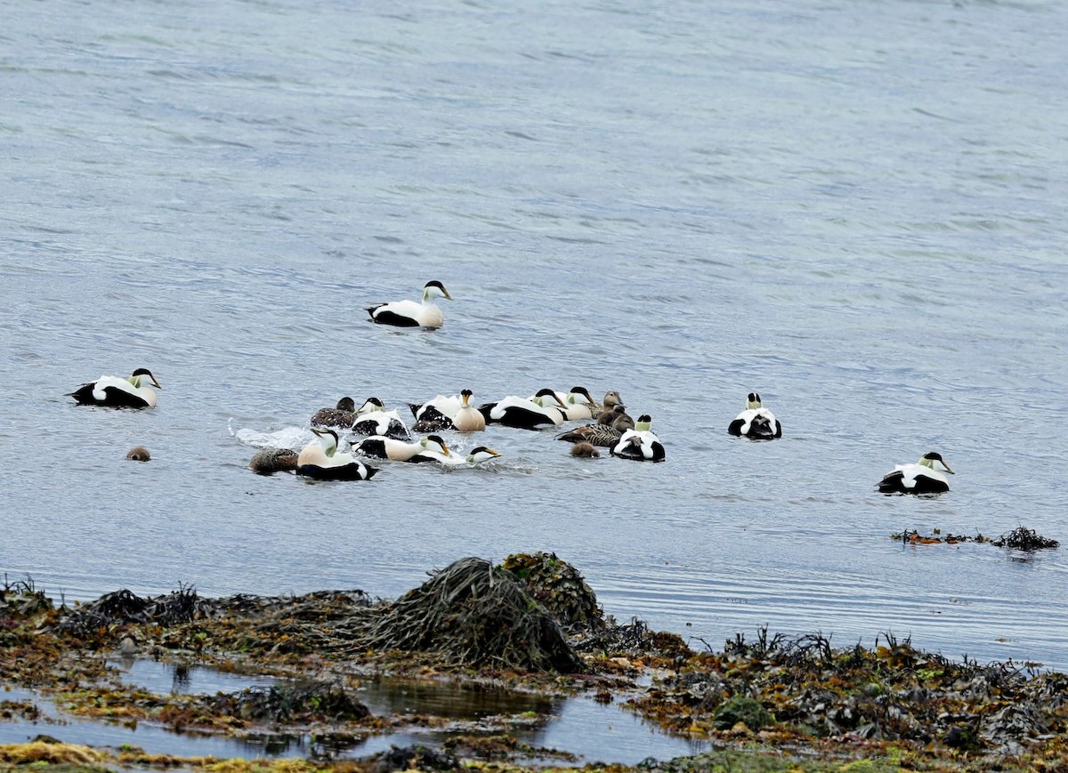 Common Eider - ML623074461