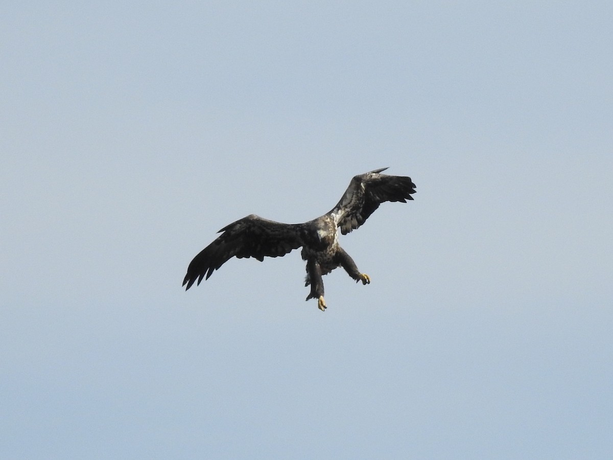 Bald Eagle - ML623074488