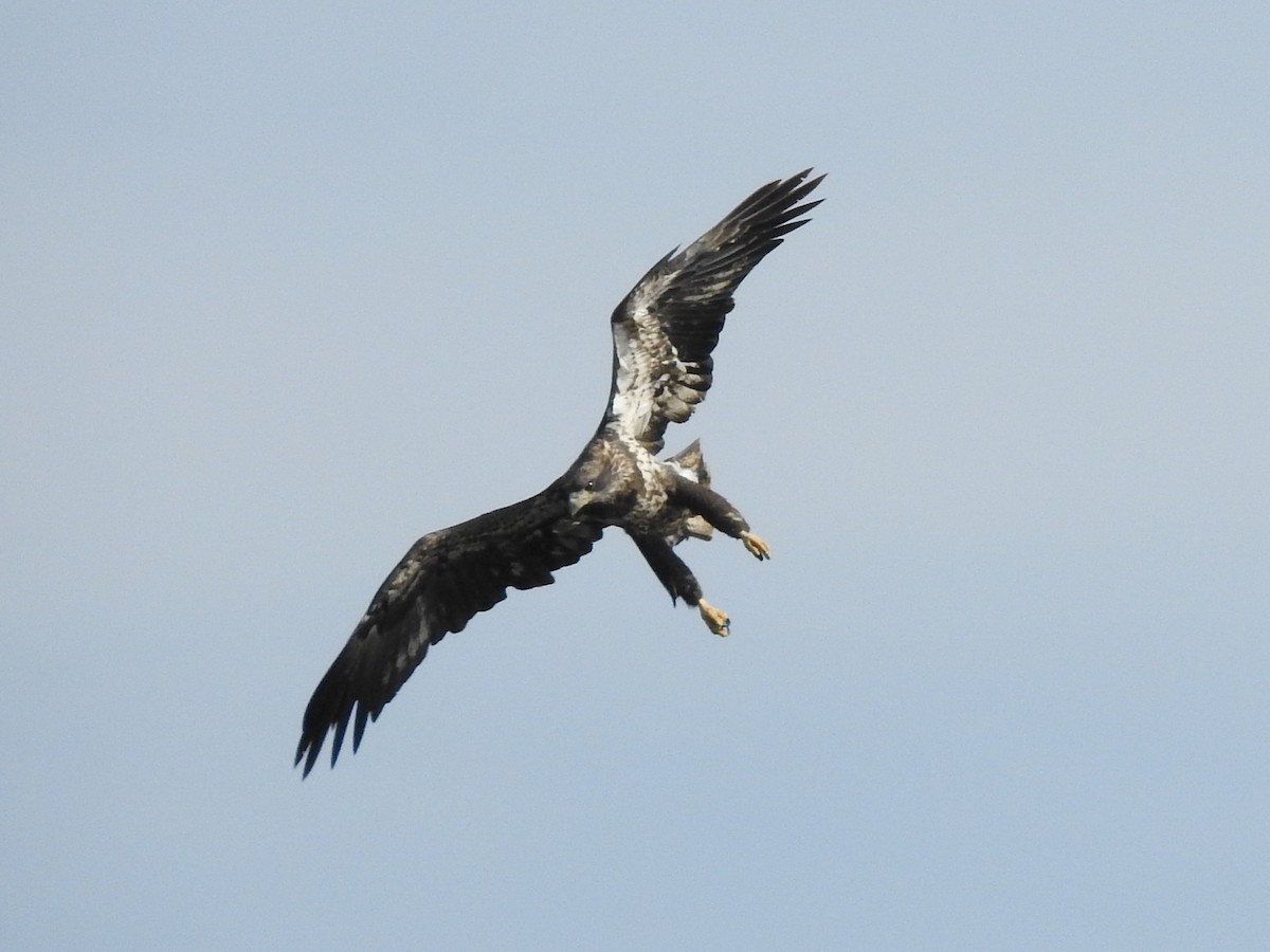 Bald Eagle - ML623074489