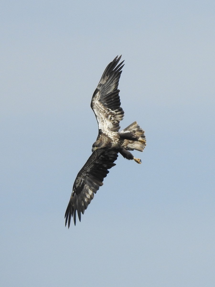 Bald Eagle - ML623074491