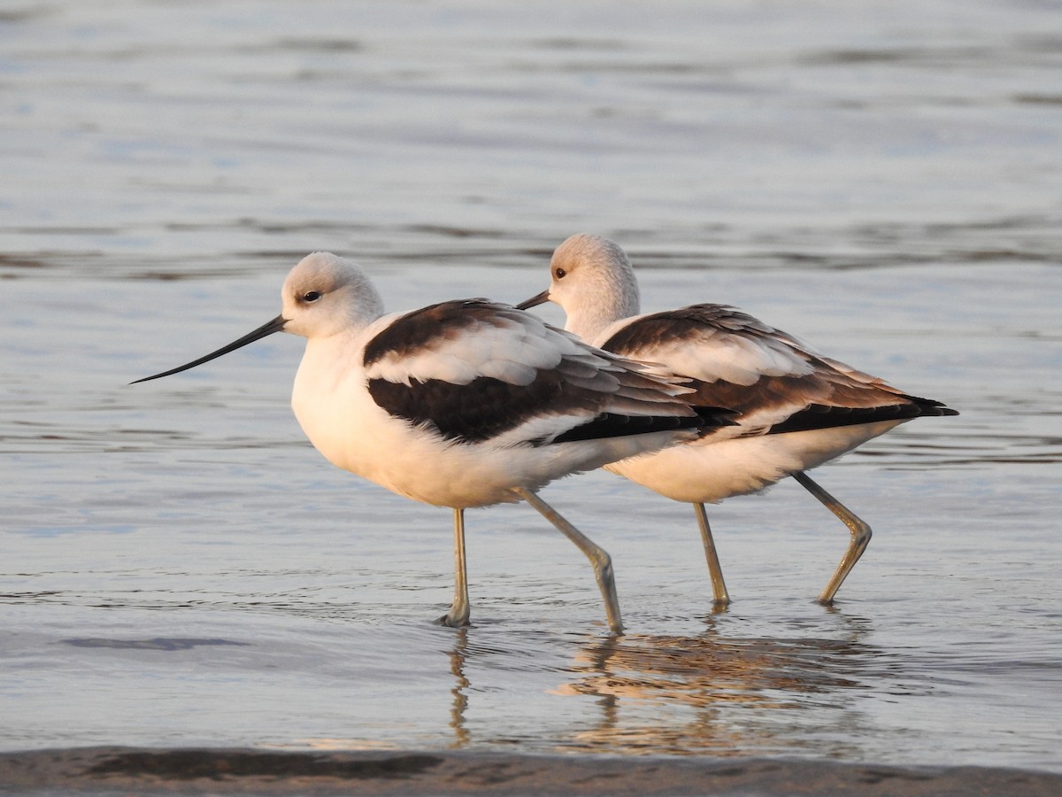 American Avocet - ML623074573