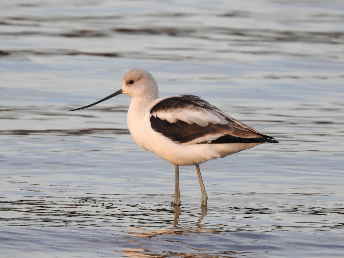 American Avocet - ML623074575