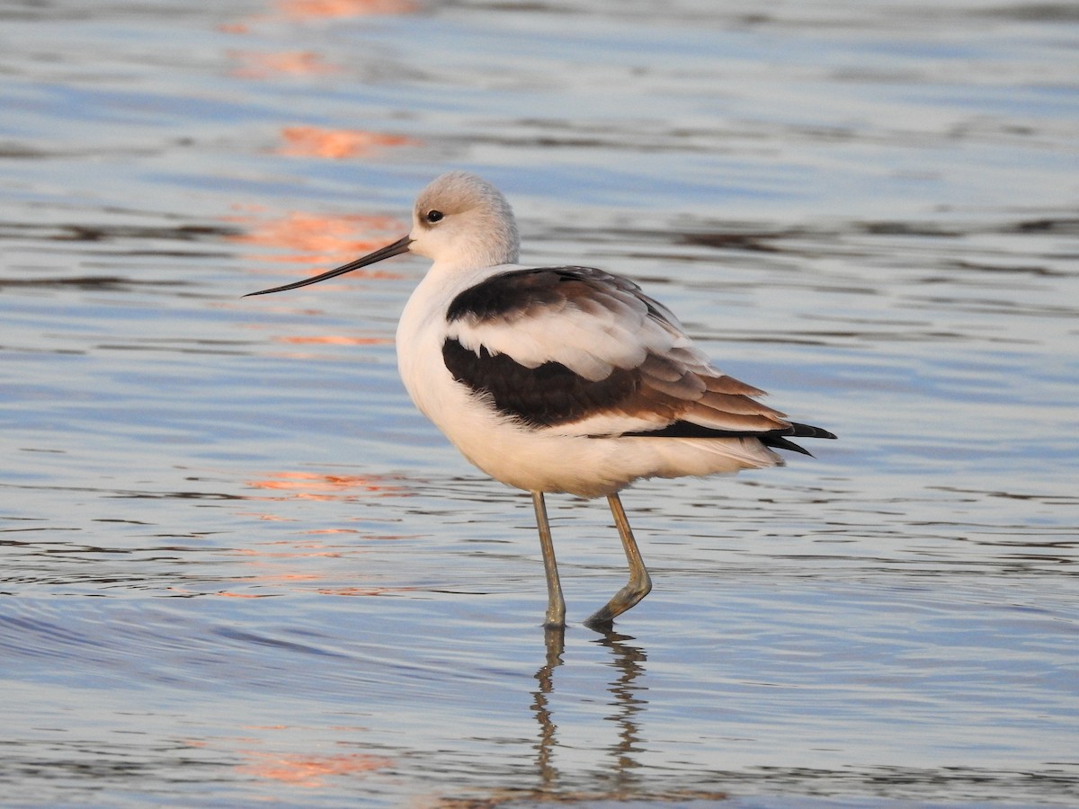 American Avocet - ML623074576