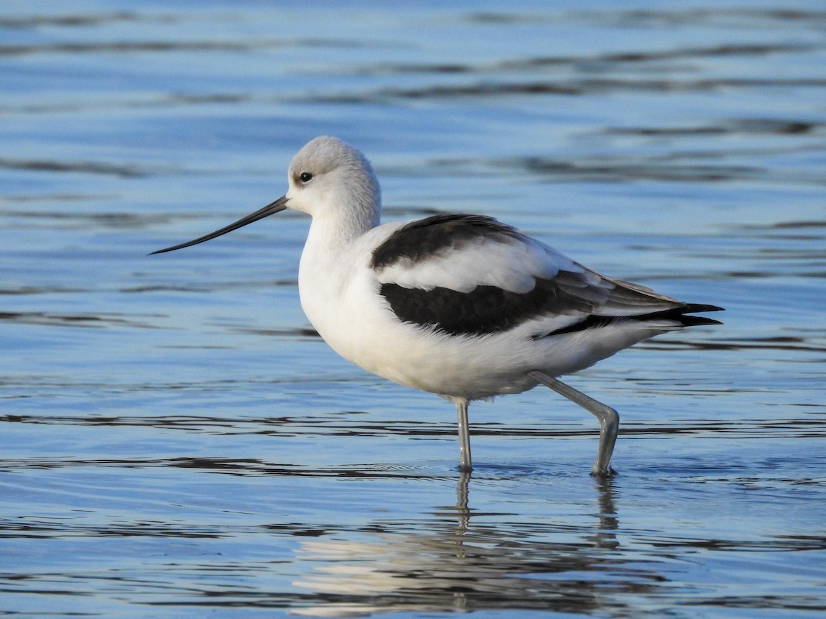 American Avocet - ML623074577