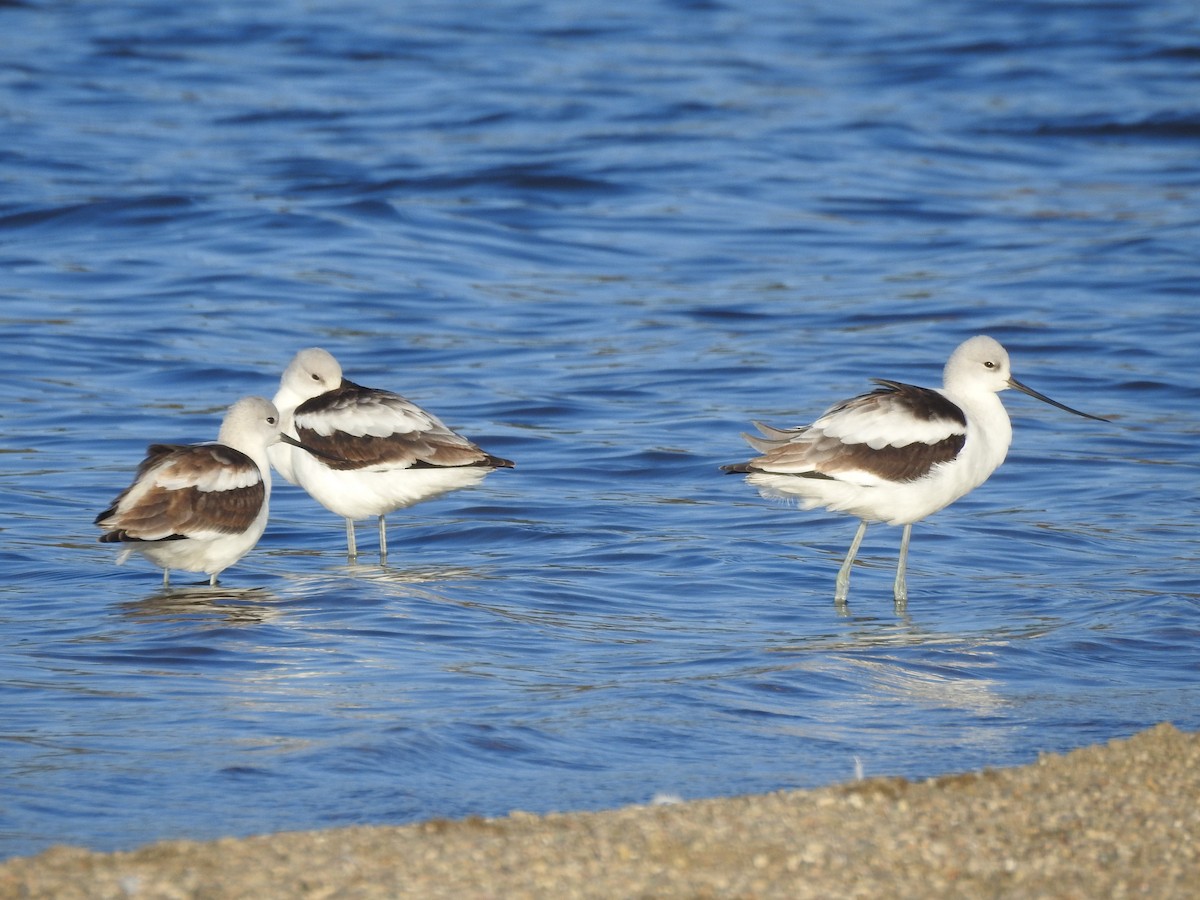 American Avocet - ML623074589