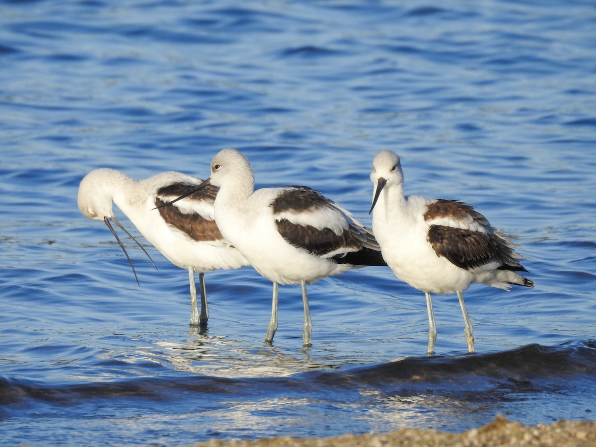 American Avocet - ML623074590