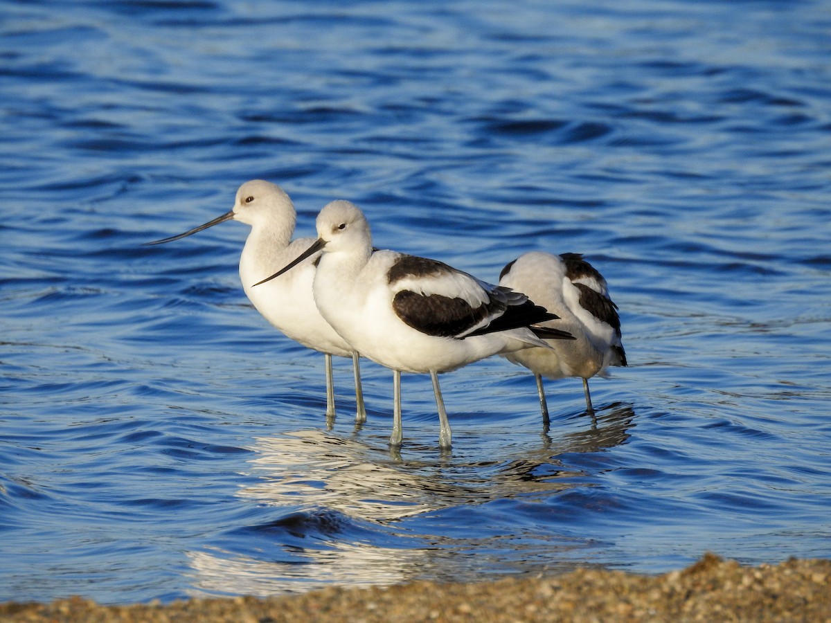 American Avocet - ML623074591