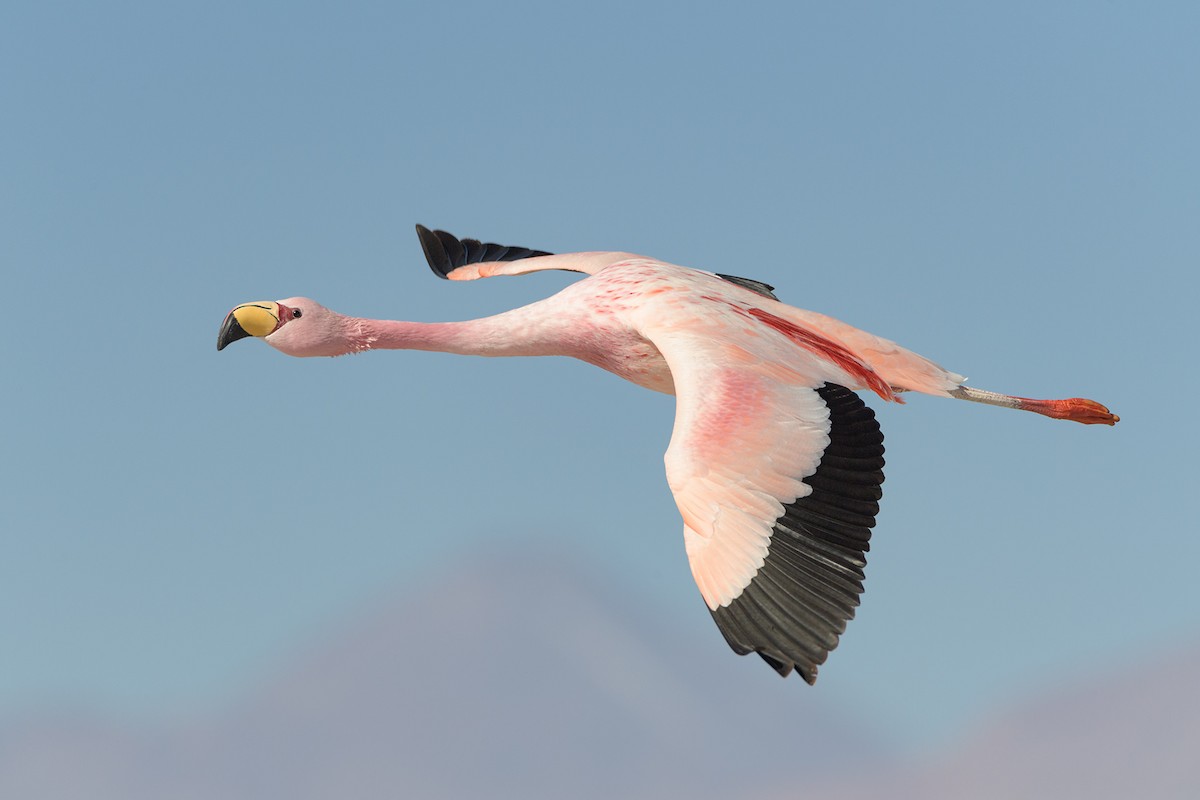 James's Flamingo - ML623074620