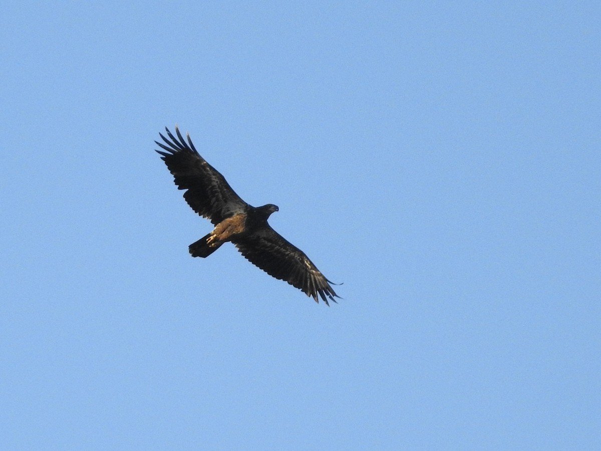 Bald Eagle - ML623074631