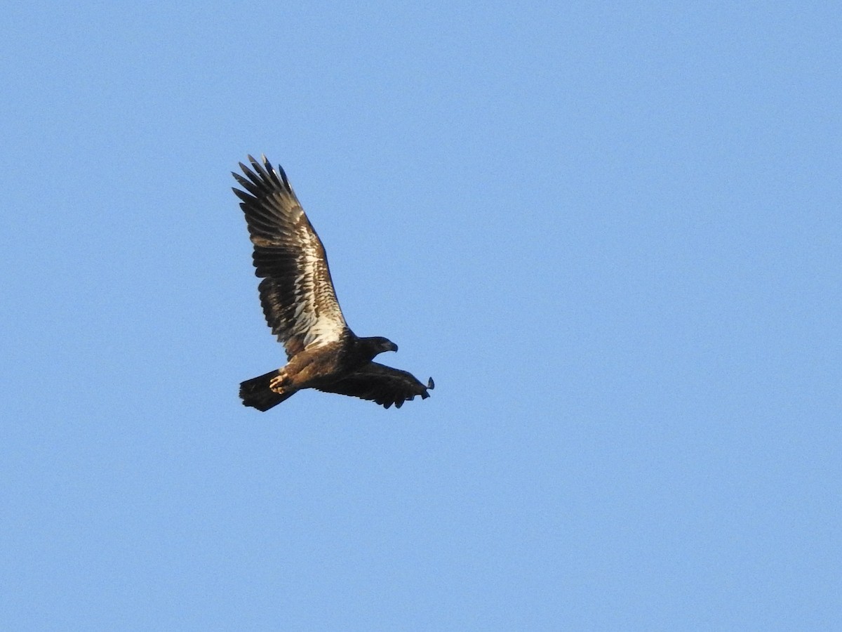 Bald Eagle - ML623074632