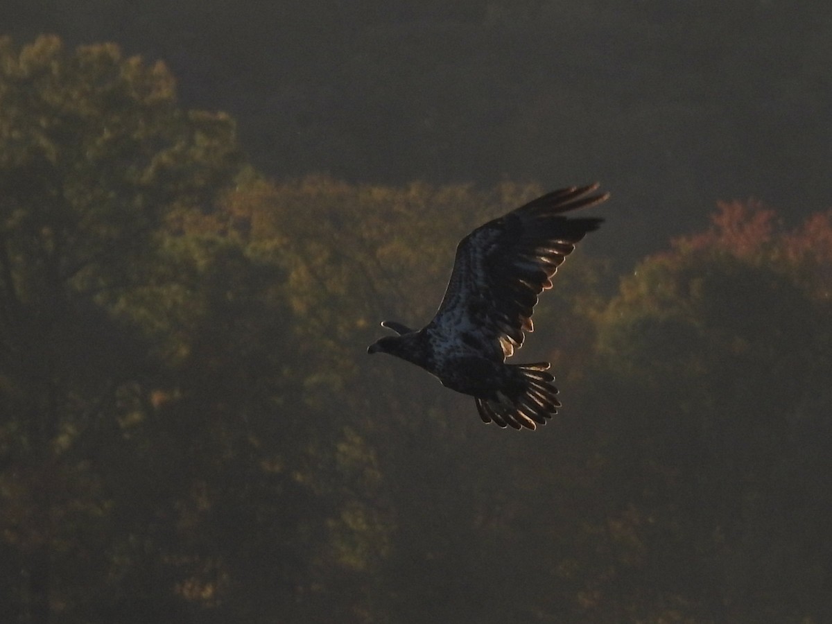 Bald Eagle - ML623074641