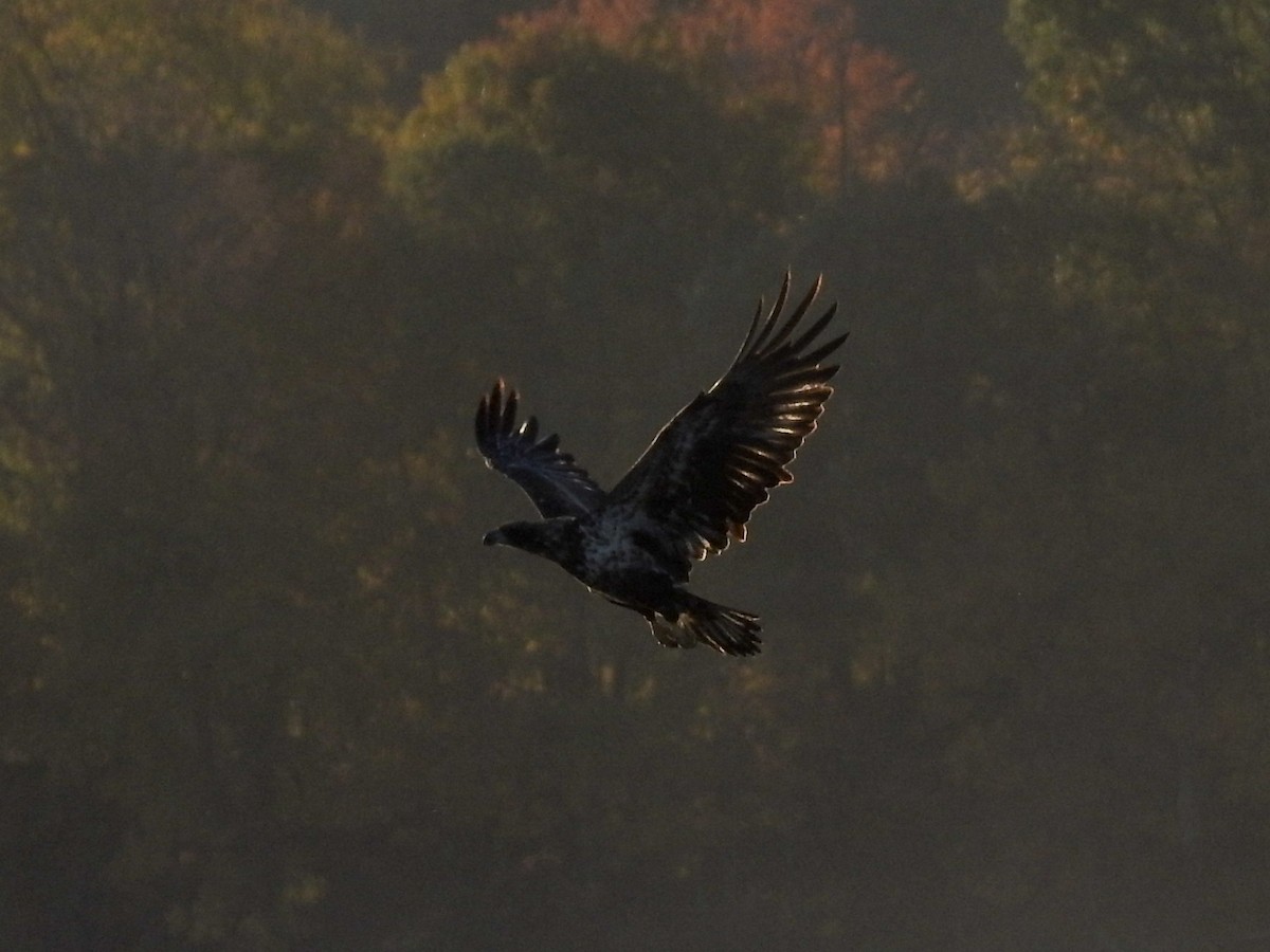 Bald Eagle - ML623074642