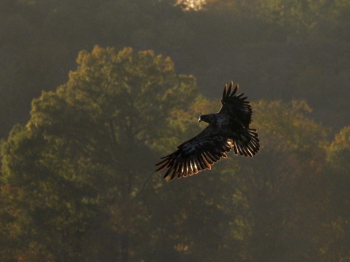 Bald Eagle - ML623074643