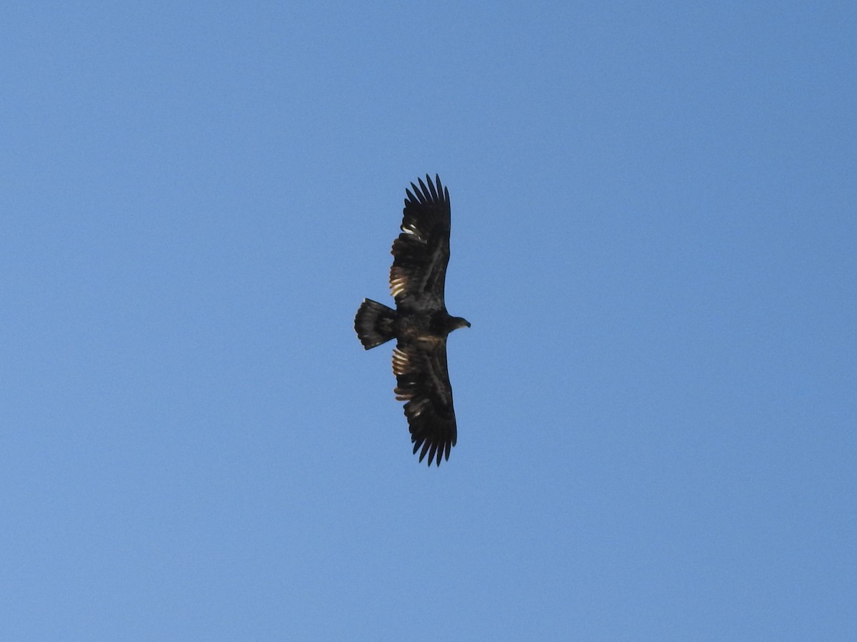 Bald Eagle - ML623074654