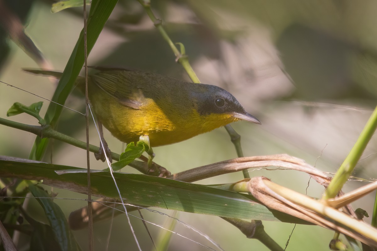 Southern Yellowthroat - ML623074668