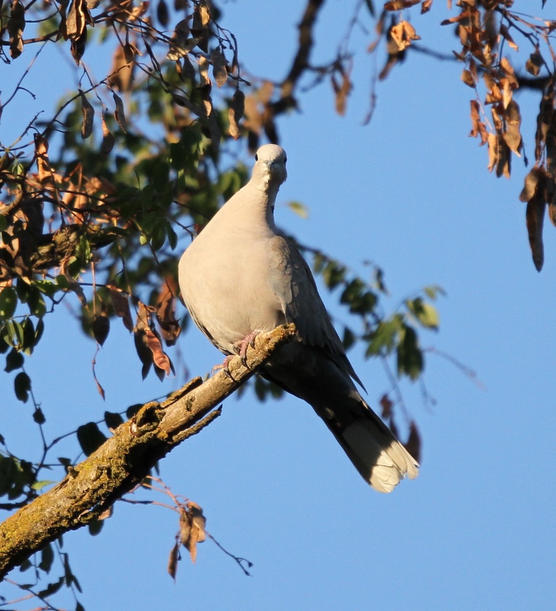 Eurasian Collared-Dove - ML623074704