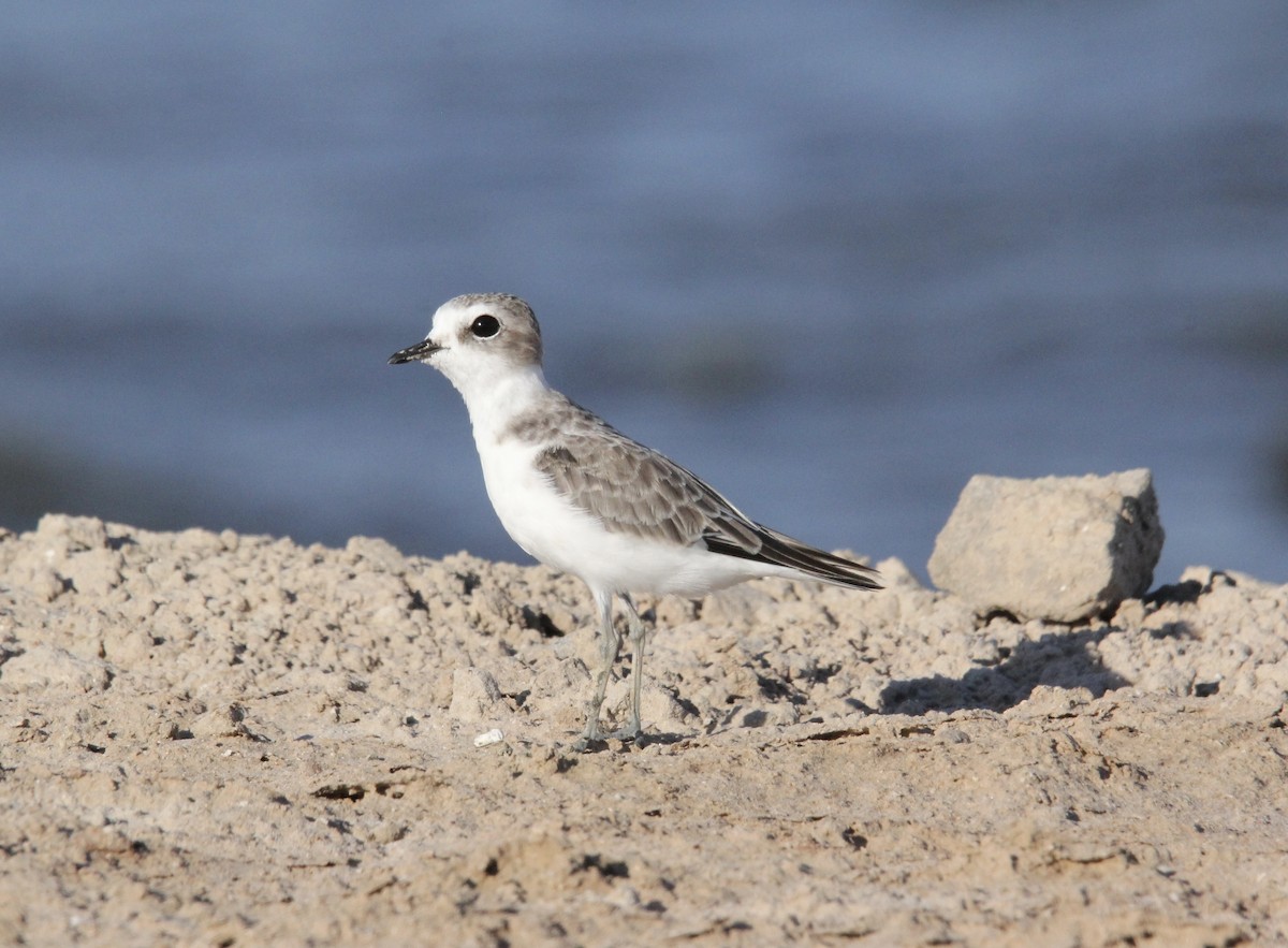 Snowy Plover - Bobby Figarotta