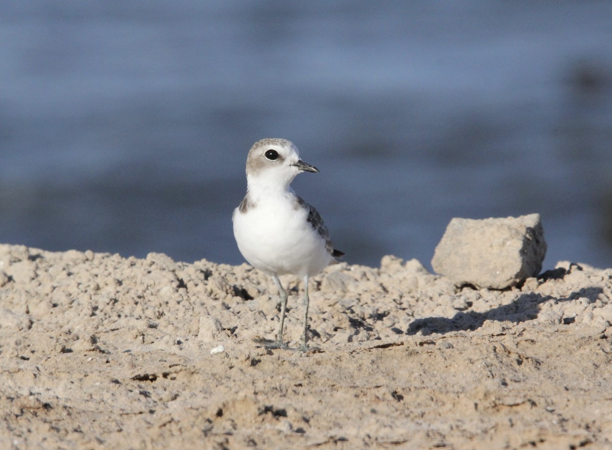 Snowy Plover - Bobby Figarotta