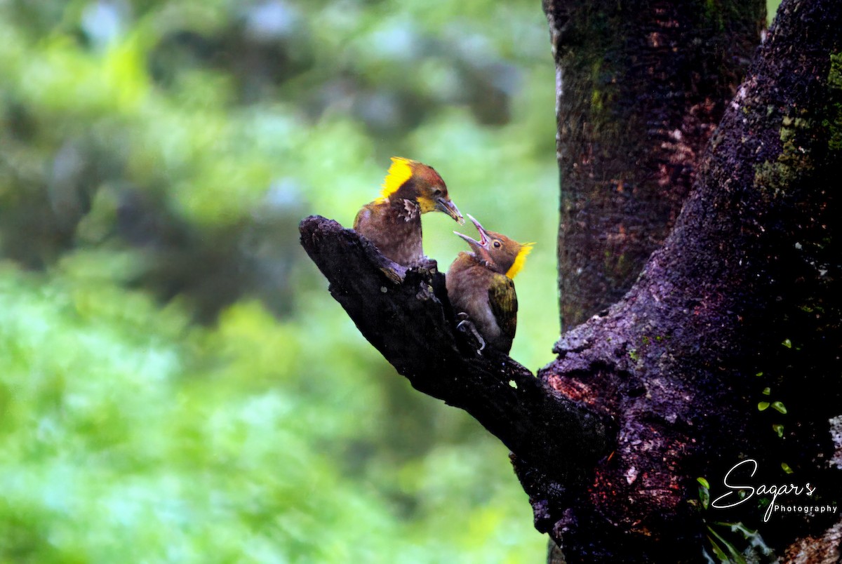 Greater Yellownape - Sagar Chattoraj