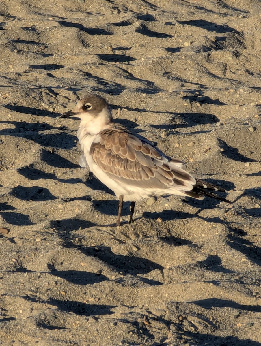 Franklin's Gull - ML623074890