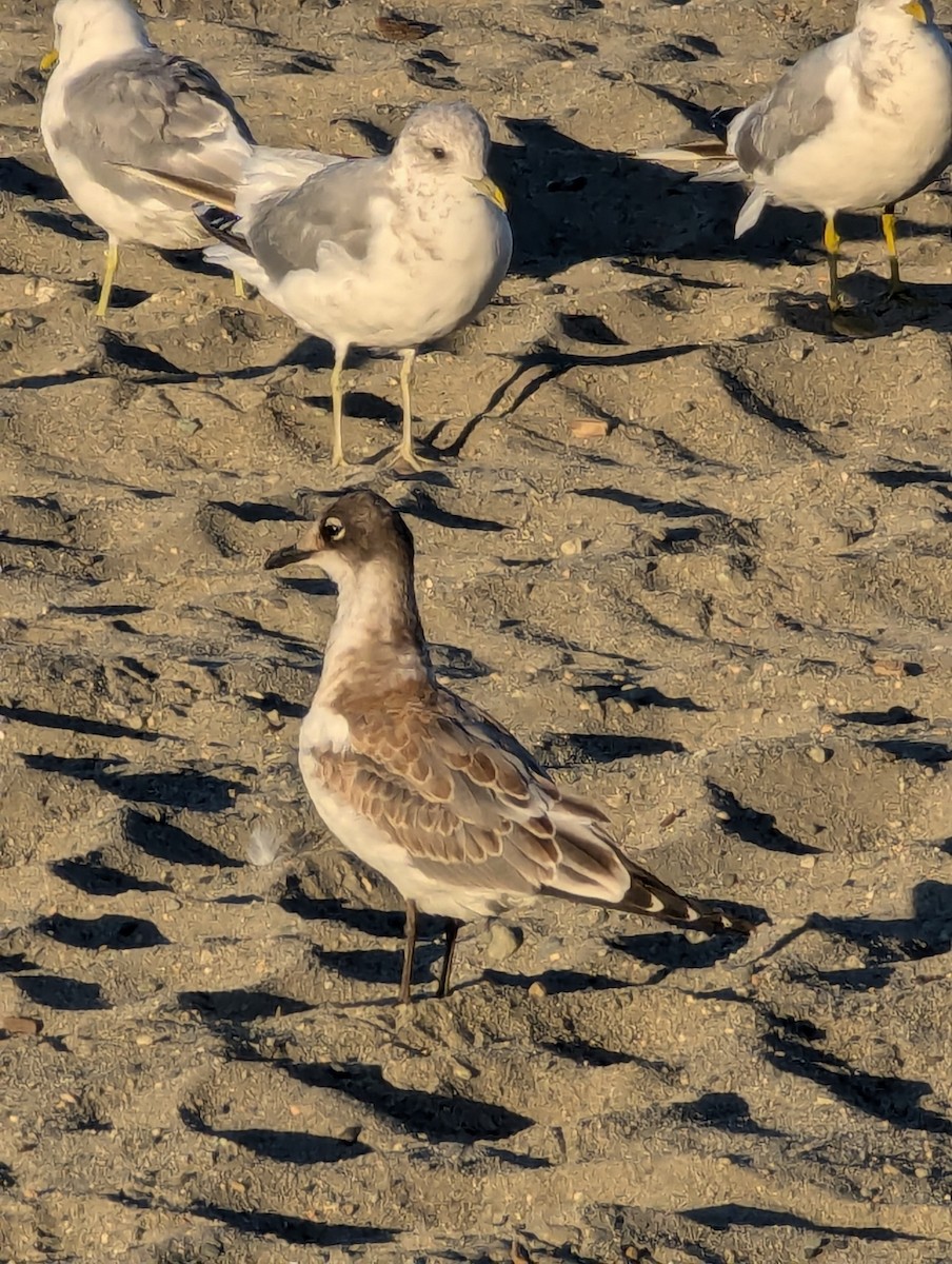 Franklin's Gull - ML623074891