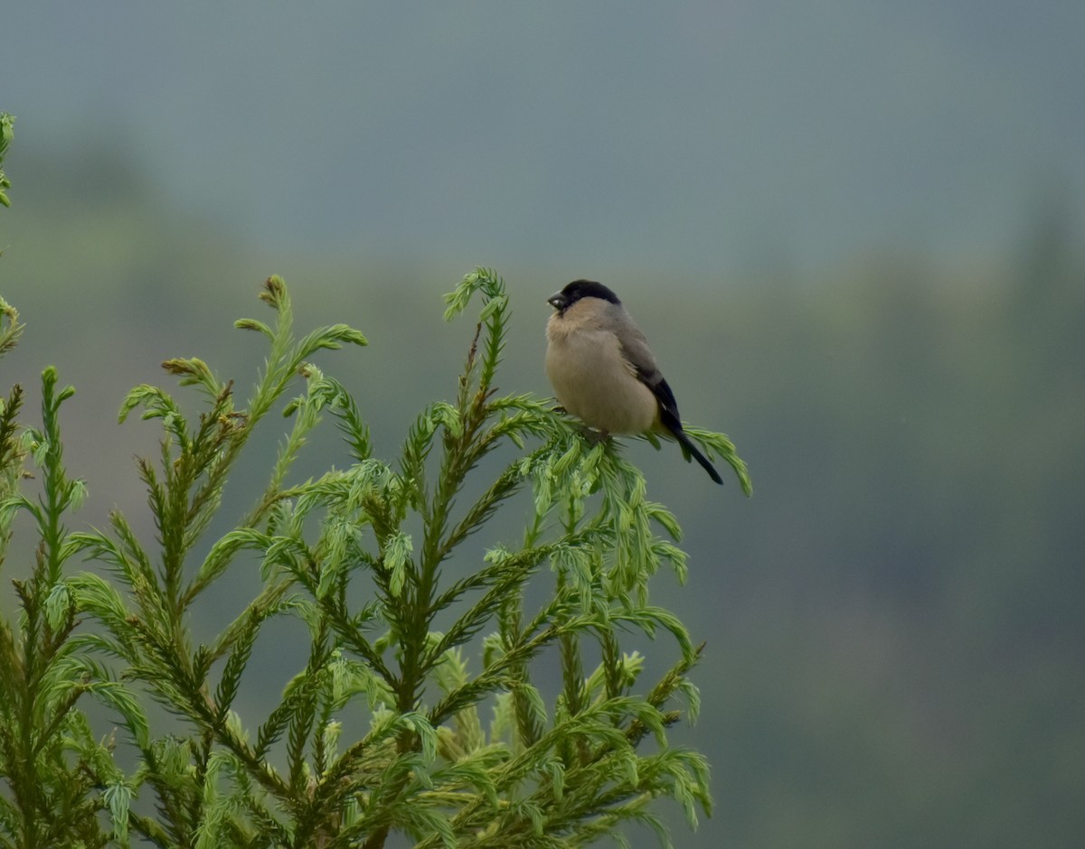 Azores Bullfinch - ML623074911